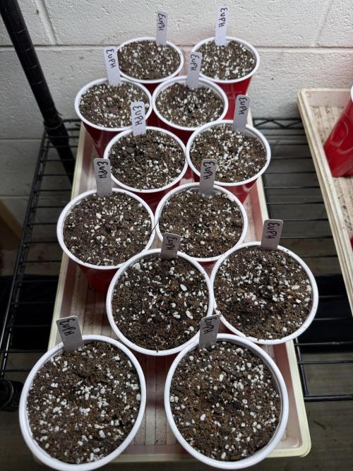 Outdoor In-Ground 2026. Week 0