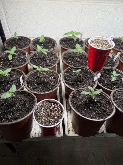 Outdoor In-Ground 2026. Week 2
