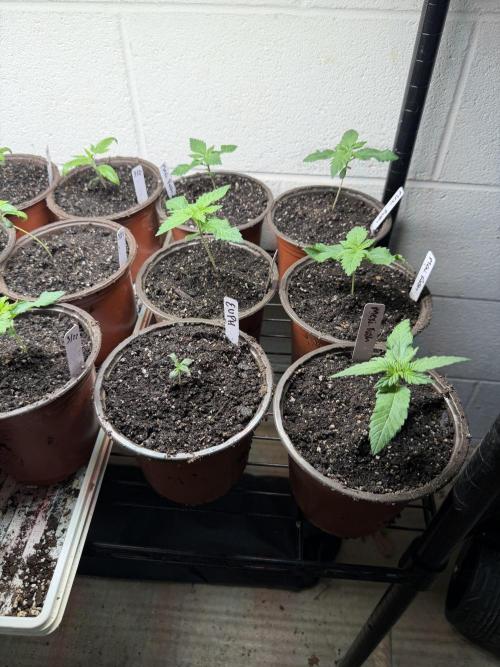 Outdoor In-Ground 2026. Week 2