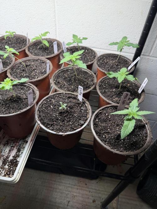 Outdoor In-Ground 2026. Week 2