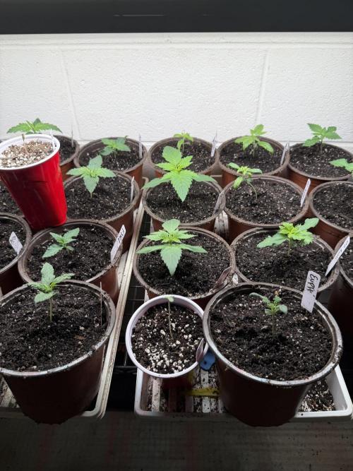 Outdoor In-Ground 2026. Week 2
