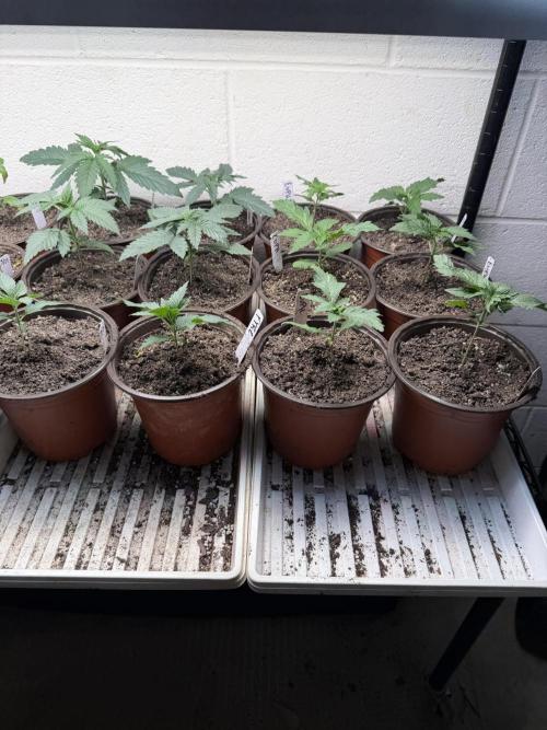 Outdoor In-Ground 2026. Week 3