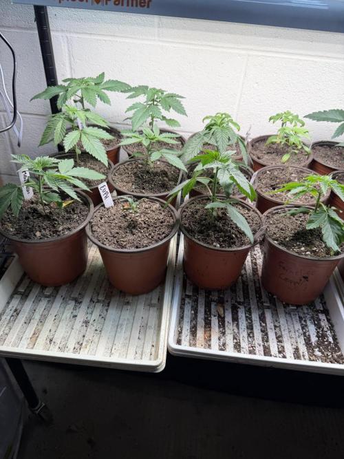 Outdoor In-Ground 2026. Week 3