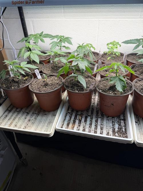 Outdoor In-Ground 2026. Week 3