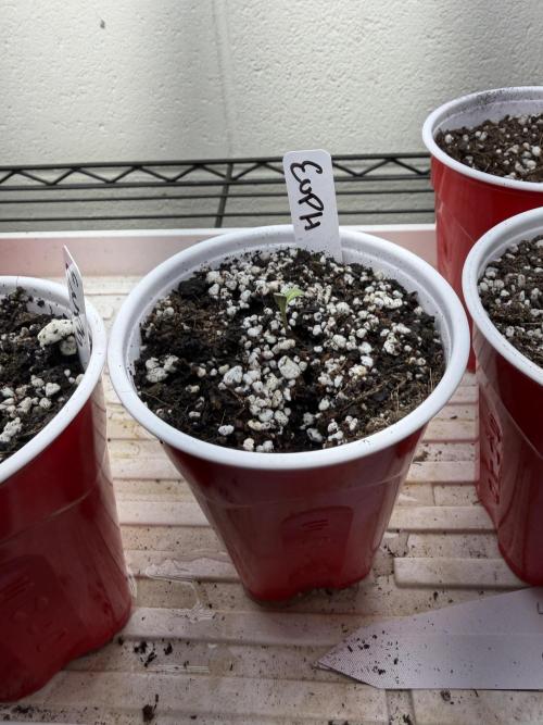 Outdoor In-Ground 2026. Week 3