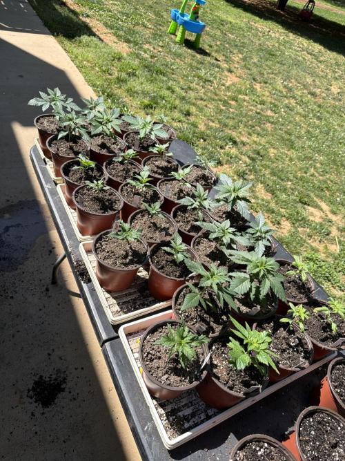 Outdoor In-Ground 2026. Week 3