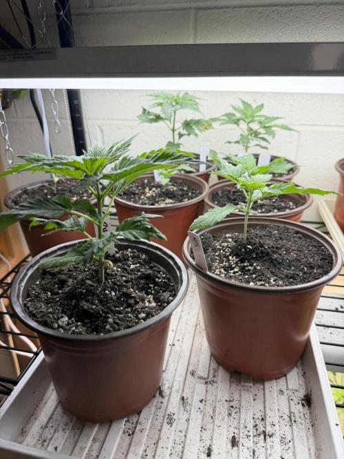 Outdoor In-Ground 2026. Week 4