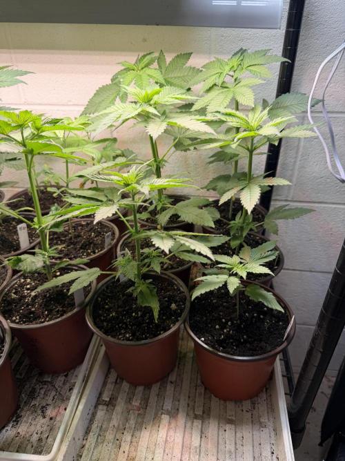 Outdoor In-Ground 2026. Week 4