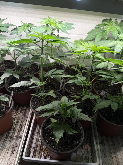 Outdoor In-Ground 2026. Week 4