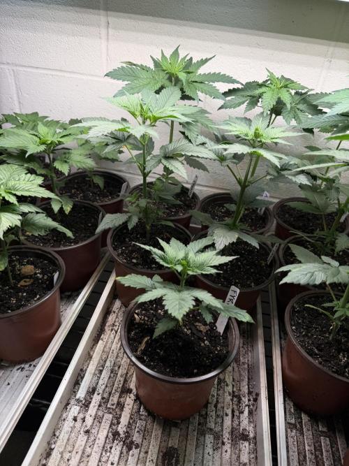Outdoor In-Ground 2026. Week 4