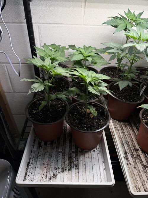 Outdoor In-Ground 2026. Week 4