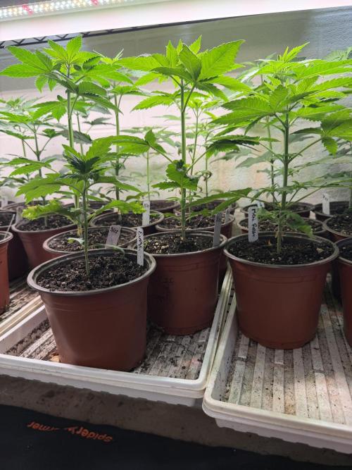 Outdoor In-Ground 2026. Week 4