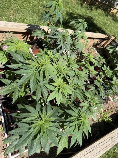 Outdoor In-Ground 2026. Week 5