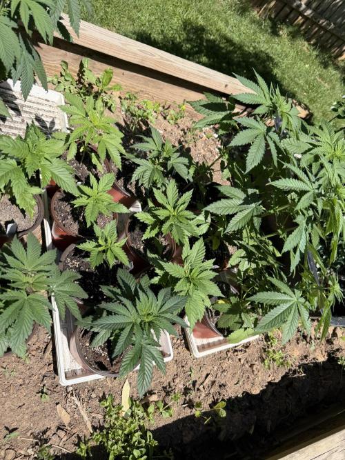 Outdoor In-Ground 2026. Week 5