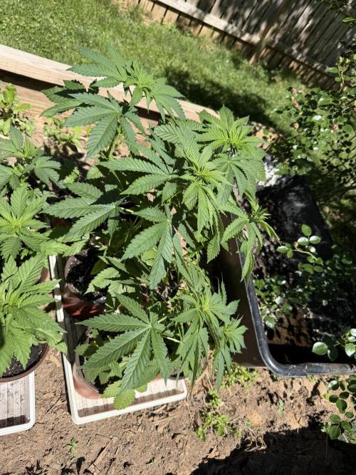 Outdoor In-Ground 2026. Week 5