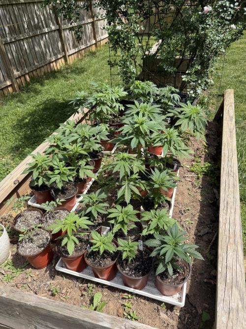 Outdoor In-Ground 2026. Week 5