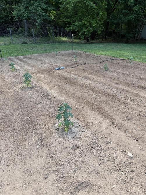 Outdoor In-Ground 2026. Week 6