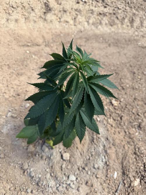 Outdoor In-Ground 2026. Week 6