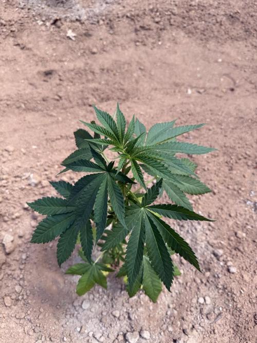 Outdoor In-Ground 2026. Week 6