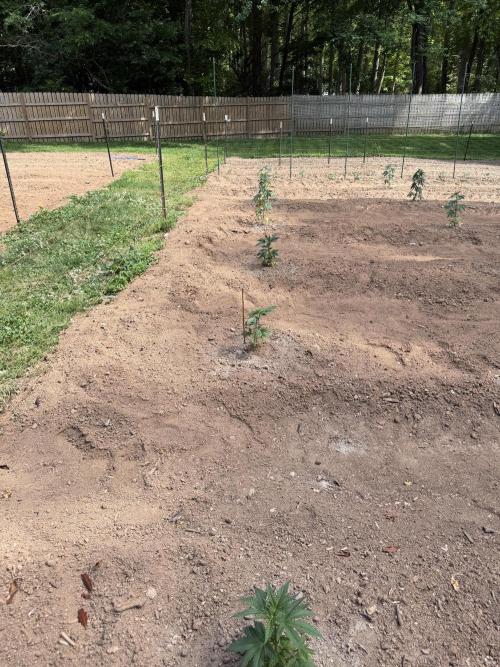 Outdoor In-Ground 2026. Week 6