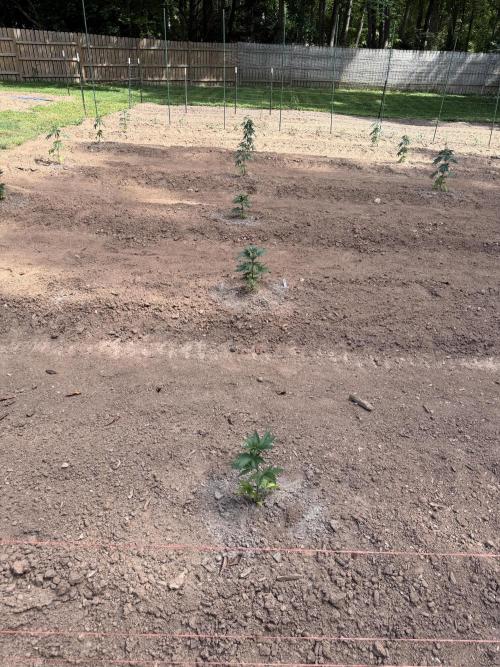 Outdoor In-Ground 2026. Week 6