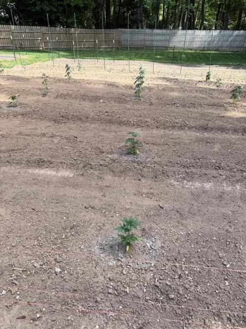Outdoor In-Ground 2026. Week 6