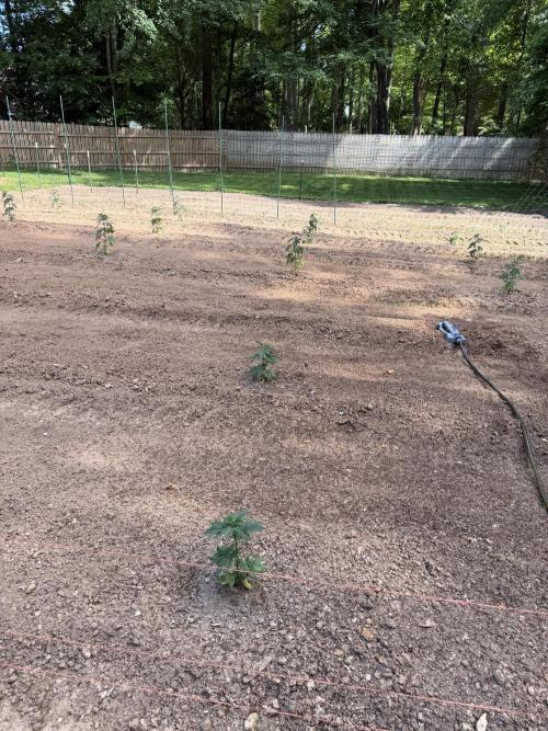 Outdoor In-Ground 2026. Week 6