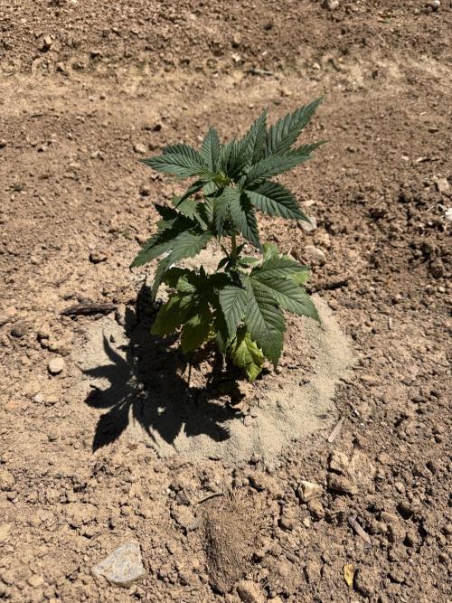 Outdoor In-Ground 2026. Week 6