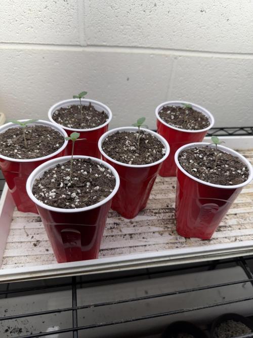Outdoor In-Ground 2026. Week 6