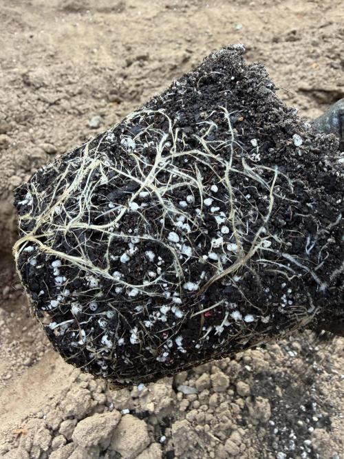 Outdoor In-Ground 2026. Week 6