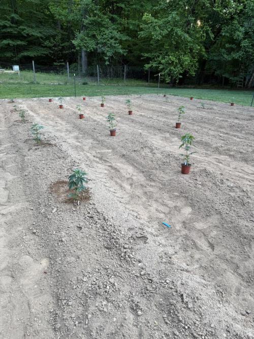 Outdoor In-Ground 2026. Week 6