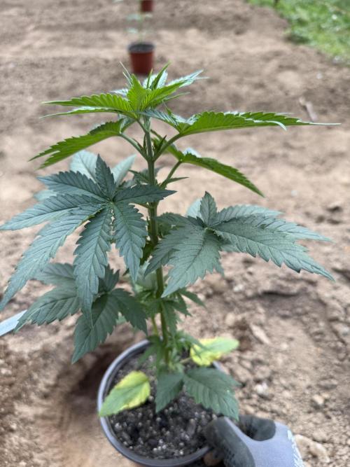 Outdoor In-Ground 2026. Week 6