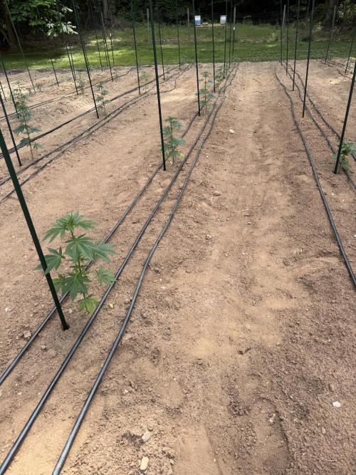 Outdoor In-Ground 2026. Week 7