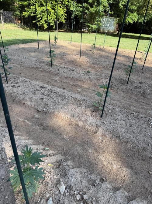 Outdoor In-Ground 2026. Week 7