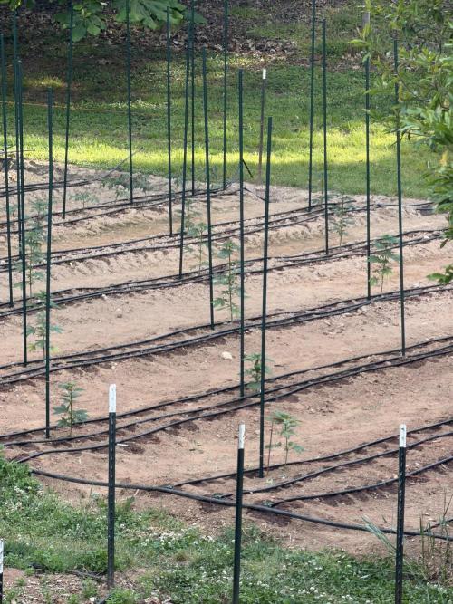 Outdoor In-Ground 2026. Week 7