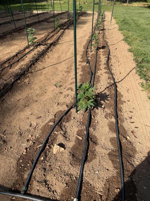 Outdoor In-Ground 2026. Week 7