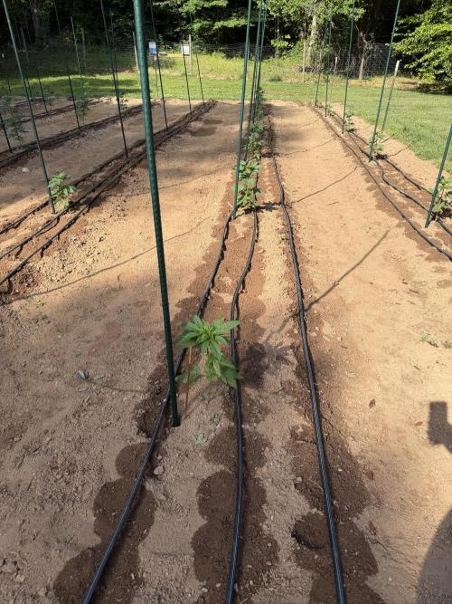 Outdoor In-Ground 2026. Week 7