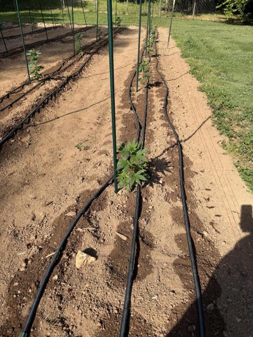 Outdoor In-Ground 2026. Week 7