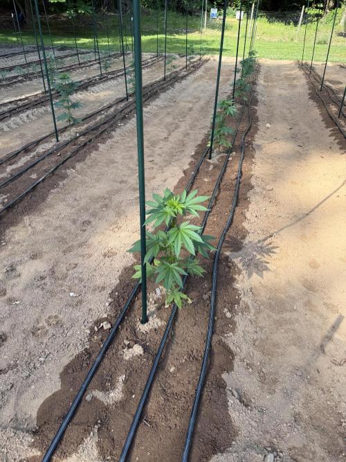 Outdoor In-Ground 2026. Week 7