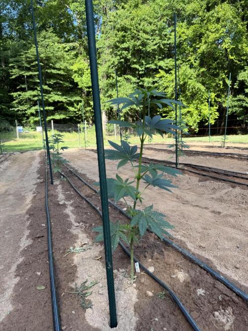 Outdoor In-Ground 2026. Week 7