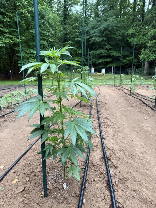 Outdoor In-Ground 2026 NC 7b. Week 8