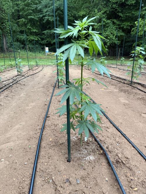 Outdoor In-Ground 2026 NC 7b. Week 8
