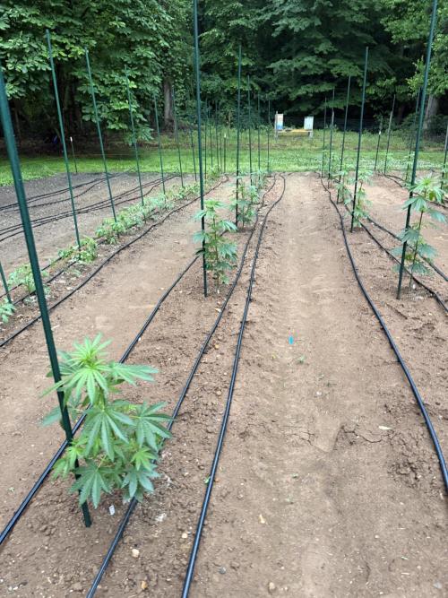 Outdoor In-Ground 2026 NC 7b. Week 8
