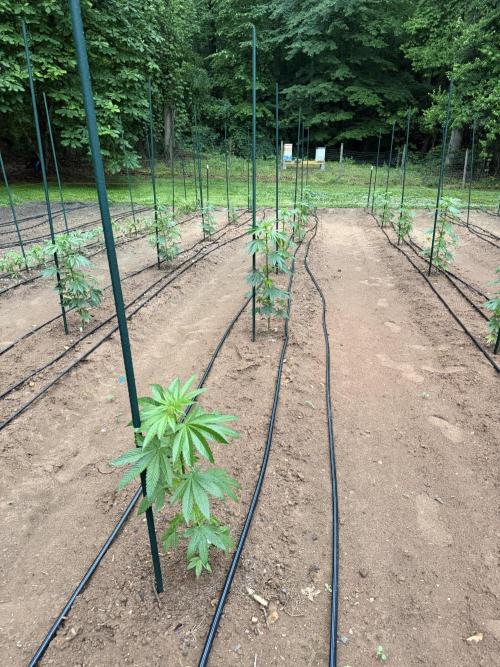 Outdoor In-Ground 2026 NC 7b. Week 8