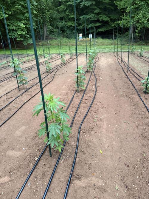 Outdoor In-Ground 2026 NC 7b. Week 8