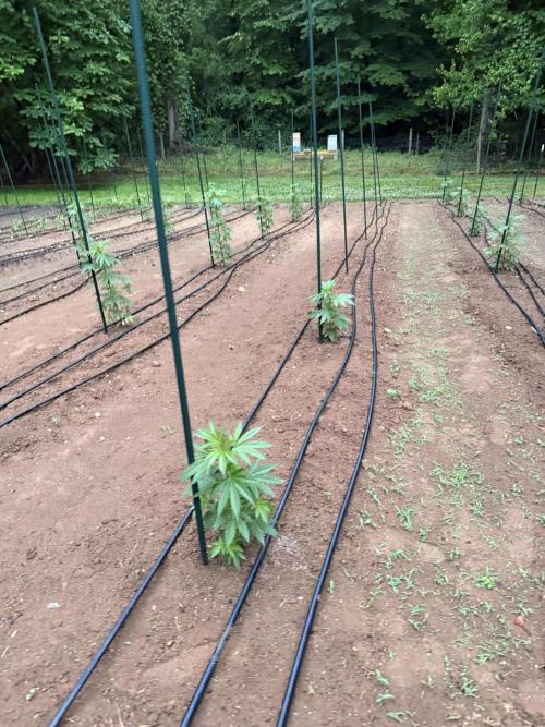Outdoor In-Ground 2026 NC 7b. Week 8