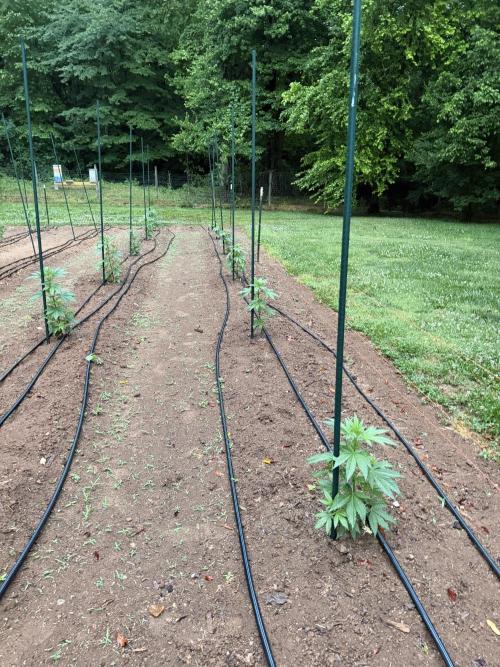 Outdoor In-Ground 2026 NC 7b. Week 8