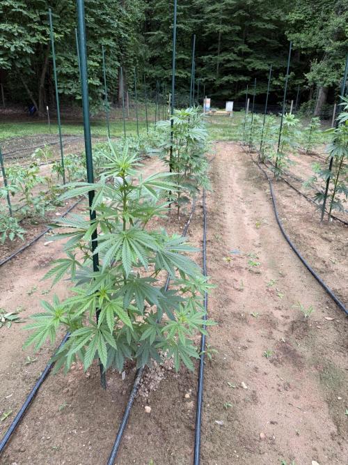 Outdoor In-Ground 2026 NC 7b. Week 9 - American Dreams / Fyre OG