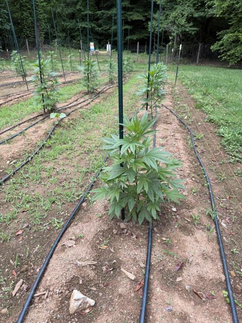 Outdoor In-Ground 2026 NC 7b. Week 9 - Euphoria
