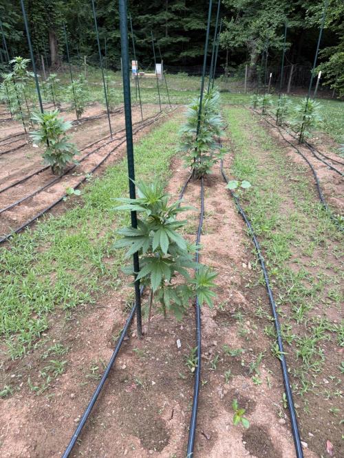 Outdoor In-Ground 2026 NC 7b. Week 9 - OZ Kush BX